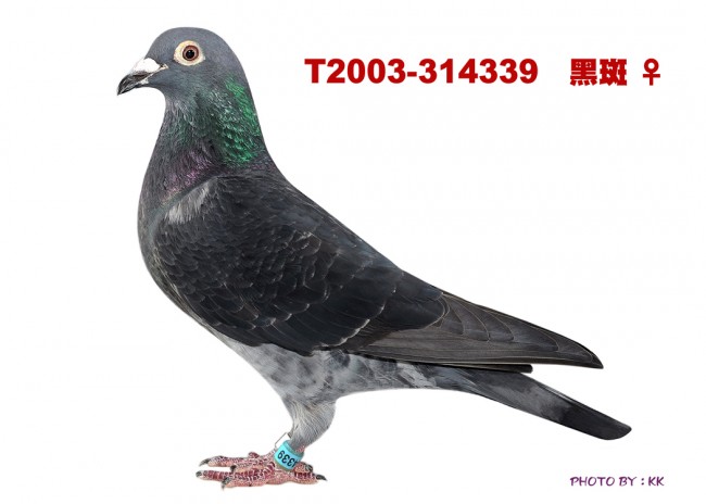 點擊觀看原圖