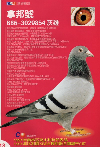 B86-3029854 灰 ♂