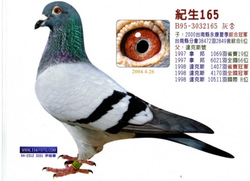 B95-3032165灰 ♂