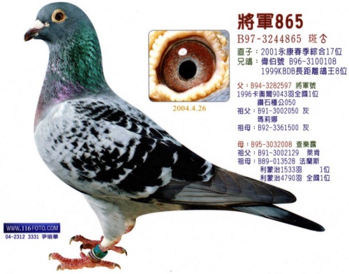 B97-3244865斑 ♂