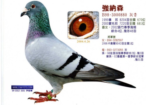 B98-3000880灰 ♂