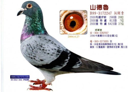 B99-3172247灰斑 ♂