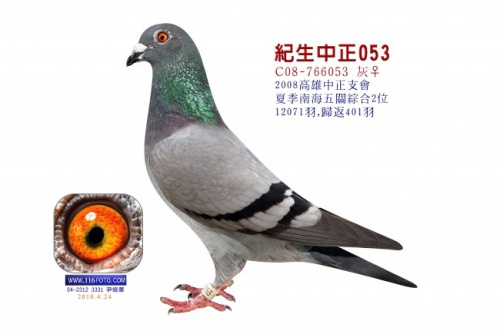 C08-766053灰 ♀