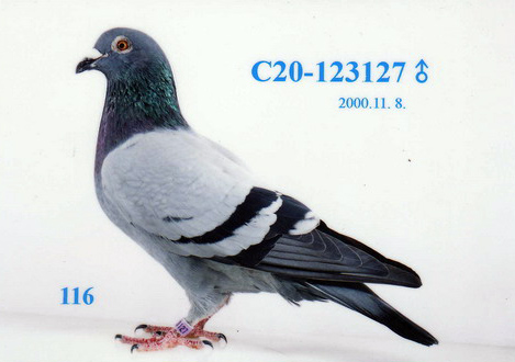 C2000-123127灰 ♂