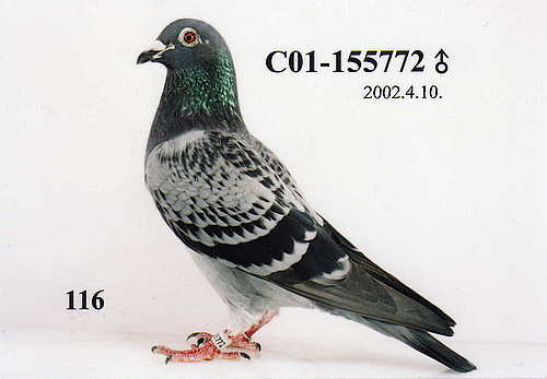 C2001-155772斑 ♂
