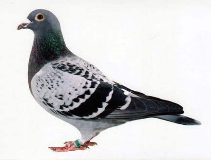 C2002-109306斑 ♀