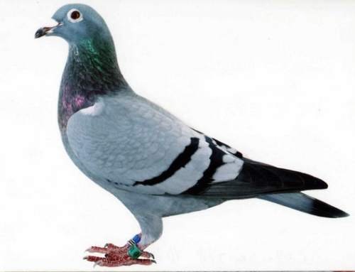 C98－200778灰 ♀