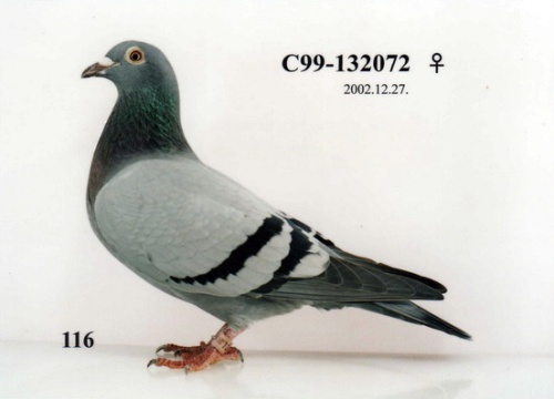 C99－132072灰 ♀