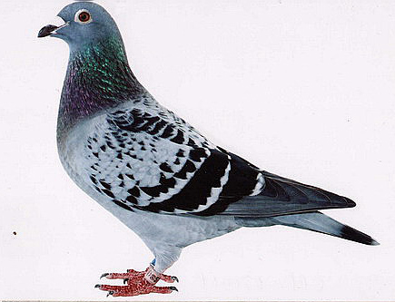 C99-570019斑 ♀