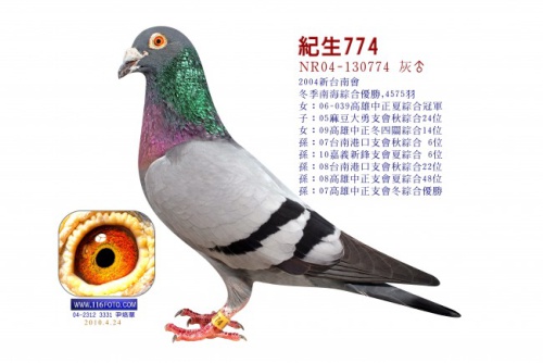 NR04-130774灰 ♂