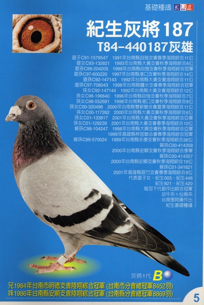 T84-440187 灰 ♂